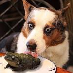 dog licking a frog