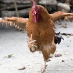 Karate Chicken | CECE KICKS ROBIN'S ASS; KAYAA!! KAYAA!! | image tagged in karate chicken | made w/ Imgflip meme maker