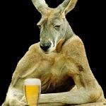 Cool Kangaroo