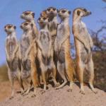 meerkats