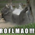 ROFLMAO | R O F L M A O !!! | image tagged in roflmao | made w/ Imgflip meme maker