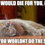 Dead cat | YES I WOULD DIE FOR YOU, BABY; BUT YOU WOULDNT DO THE SAME. | image tagged in dead cat | made w/ Imgflip meme maker