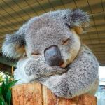 koala DILLIGAF