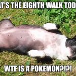 Boston terrier  | THAT'S THE EIGHTH WALK TODAY... WTF IS A POKEMON?!?! | image tagged in boston terrier | made w/ Imgflip meme maker