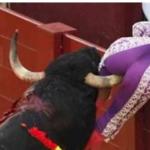Bullfighter 