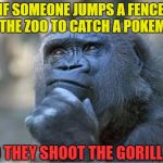 The thinking gorilla | IF SOMEONE JUMPS A FENCE AT THE ZOO TO CATCH A POKEMON; DO THEY SHOOT THE GORILLA? | image tagged in the thinking gorilla,memes,pokemon,pokemon go,catch all the pokemon,shoot the gorilla | made w/ Imgflip meme maker