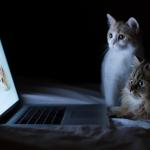 cats googling meme