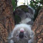Koala thinking