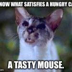Y'know What Satisfies A Hungry Cat? A Tasty Mouse. | Y'KNOW WHAT SATISFIES A HUNGRY CAT? A TASTY MOUSE. | image tagged in lucky,memes,stuart little,cat | made w/ Imgflip meme maker