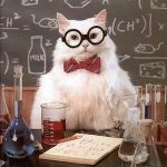 Intelligent cat | EVERYONE IS A GENIUS | image tagged in cat scientist,funny animals,albert einstein,genius,too funny,relativity | made w/ Imgflip meme maker