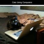 Cat Computer