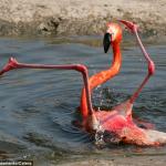 Single and ready to Flamingo meme