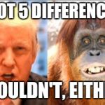Donald trump is an orangutan | SPOT 5 DIFFERENCES. I COULDN'T, EITHER! | image tagged in donald trump is an orangutan | made w/ Imgflip meme maker