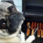 Dog cooking bbq