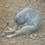 Sad meerkat