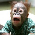 Shocked chimp