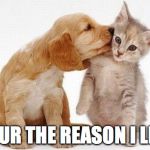 Puppy kisses kitten | YOUR THE REASON I LIVE | image tagged in puppy kisses kitten | made w/ Imgflip meme maker