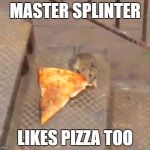pizza rat | MASTER SPLINTER; LIKES PIZZA TOO | image tagged in pizza rat | made w/ Imgflip meme maker