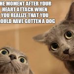 YOU CAN ALWAYS RELY ON A CAT | THE MOMENT AFTER YOUR HEART ATTACK WHEN YOU REALIZE THAT YOU SHOULD HAVE GOTTEN A DOG | image tagged in startled cats,heart attack,funny cats,funny dogs | made w/ Imgflip meme maker