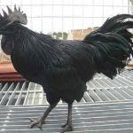 black cock