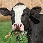 Cow Eat Grass