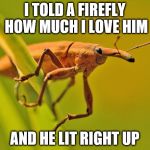 Happy Insect | I TOLD A FIREFLY HOW MUCH I LOVE HIM; AND HE LIT RIGHT UP | image tagged in happy insect | made w/ Imgflip meme maker