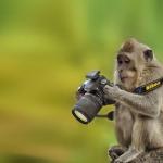 monkey camera
