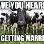 Cows for sale | HAVE YOU HEARD? I'M GETTING MARRIED! | image tagged in cows for sale | made w/ Imgflip meme maker