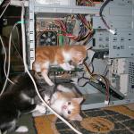 Server kitties