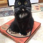 Cat pizza sits