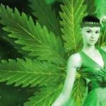 420 fairy