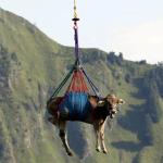 Sex Swing
