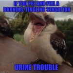 Bad Joke Kookaburra | IF YOU PEE AND FEEL A BURNING/TINGLING SENSATION; URINE TROUBLE | image tagged in bad joke kookaburra | made w/ Imgflip meme maker