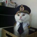 captain kitteh