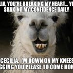 Because Llama | CECILIA, YOU'RE BREAKING MY HEART...
YOU'RE SHAKING MY CONFIDENCE DAILY; OH, CECILIA, I'M DOWN ON MY KNEES
I'M BEGGING YOU PLEASE TO COME HOME… | image tagged in because llama | made w/ Imgflip meme maker