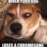 Beagle | WHEN YOUR DOG; LOSES A CHROMOSOME | image tagged in beagle | made w/ Imgflip meme maker
