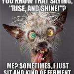 Me Monday morning | YOU KNOW THAT SAYING, "RISE, AND SHINE!"? ME? SOMETIMES, I JUST SIT AND KIND OF FERMENT.. | image tagged in me monday morning | made w/ Imgflip meme maker