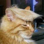 Trump cat