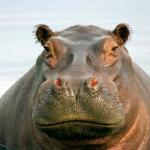 Homophobic Hippo Says