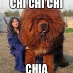 Big Red Dog | CHI CHI CHI; CHIA | image tagged in big red dog | made w/ Imgflip meme maker