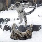 snow leopard meme