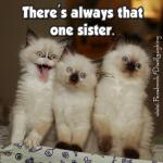 sister cats