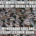 Oh duck! Not again. | JUST WHEN I THINK I FINALLY HAVE ALL MY DUCKS IN A ROW; MY HUSBAND GOES AND STARTLES THEM AGAIN | image tagged in look at all of the ducks i give,memes | made w/ Imgflip meme maker