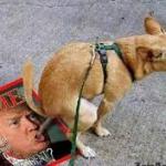 Trump Dog Poop