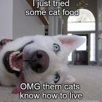 Goofy Dog | I just tried some cat food; OMG them cats know how to live | image tagged in goofy dog,cat,cat food,funny,funny meme,funny dogs | made w/ Imgflip meme maker