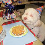 mellow birthday dog