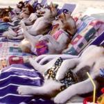 Huskies at beach