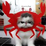 Crabby Cat meme
