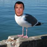 Steven Seagulled