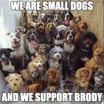dogs-222 | WE ARE SMALL DOGS; AND WE SUPPORT BRODY | image tagged in dogs-222 | made w/ Imgflip meme maker